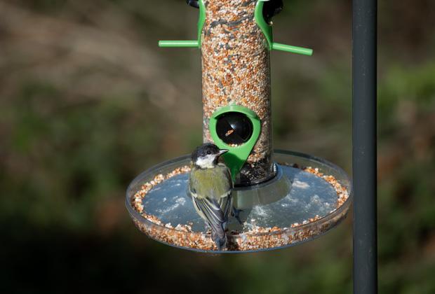 Vögel füttern? Tipps für die Fütterung von Gartenvögeln