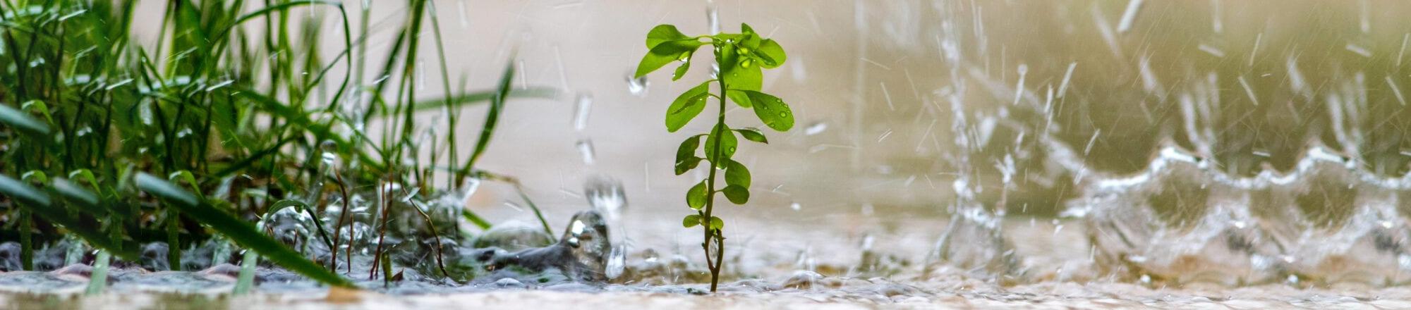 Vermeide Überschwemmungen in deinem Garten