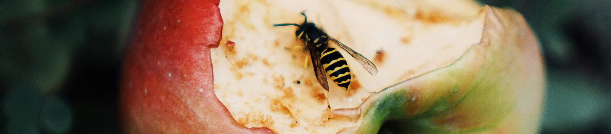 Wespe auf angebissenem Apfel