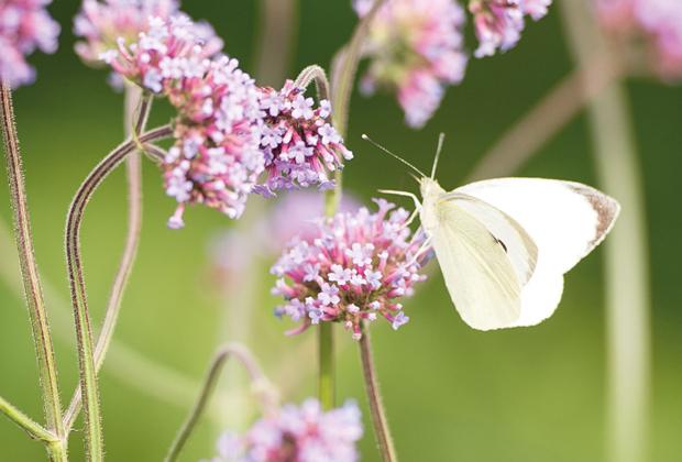 5 Tipps zur Erhöhung der Biodiversität in deinem Garten