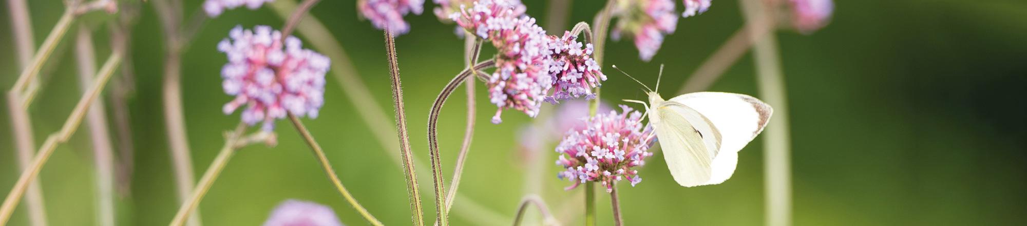 5 Tipps zur Erhöhung der Biodiversität in deinem Garten