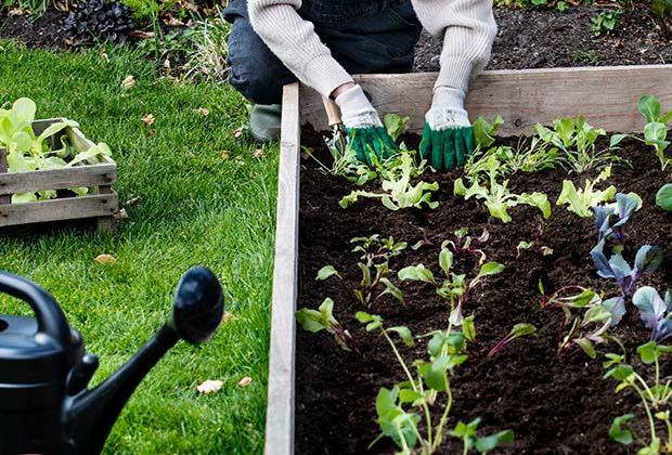 Saatkalender für deinen Gemüsegarten: der Gemüsegarten-Kalender