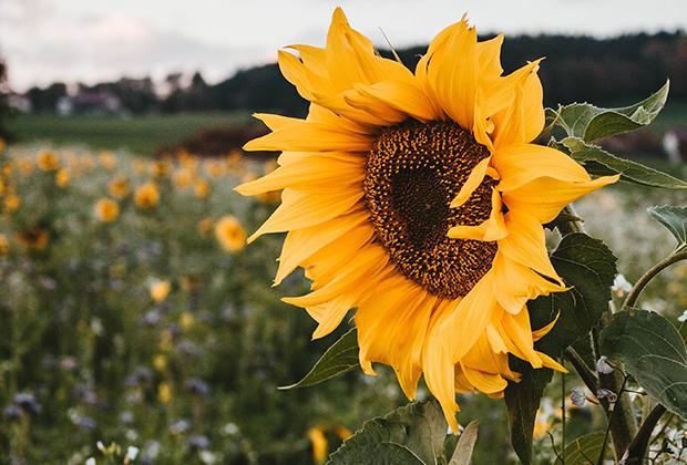 Sonnenblume (Helianthus)