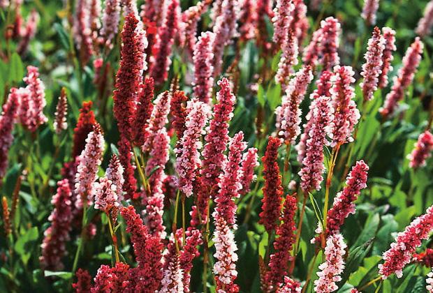 Knöterich (Persicaria)