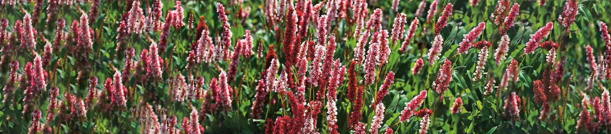 Knöterich (Persicaria)