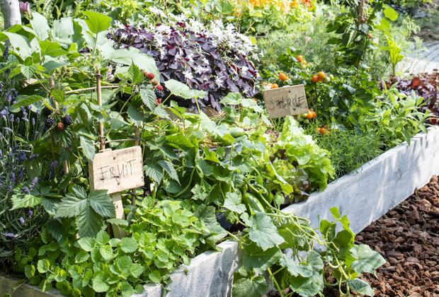 Gartenbeet mit Gemüse und Kräutern anlegen