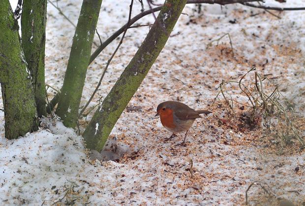 Gartenkalender Dezember