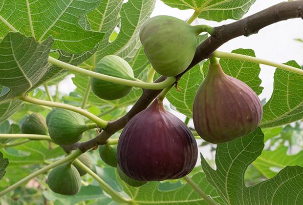 Feigenbaum (Ficus carica)