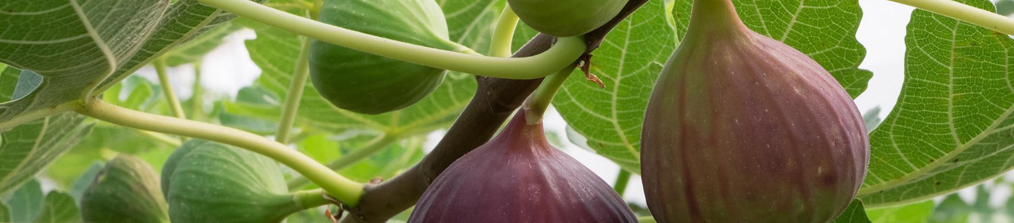 Feigenbaum (Ficus carica)