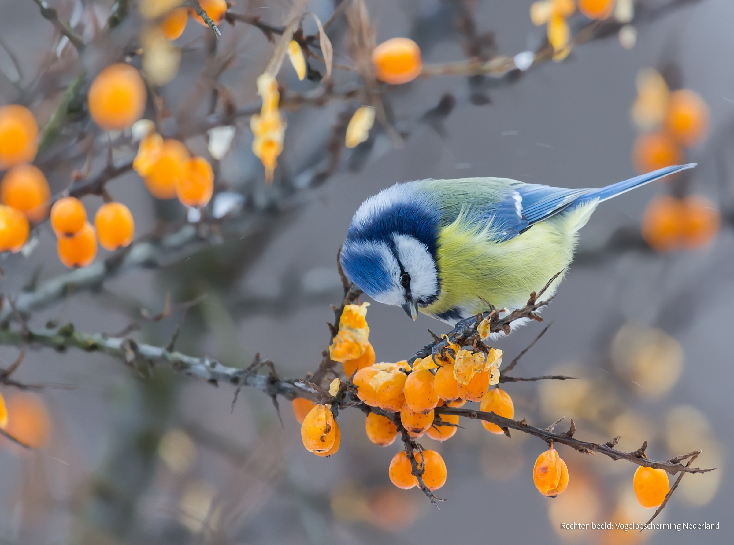 Die "Stunde der Gartenvögel" und die "Stunde der Wintervögel" vom NABU