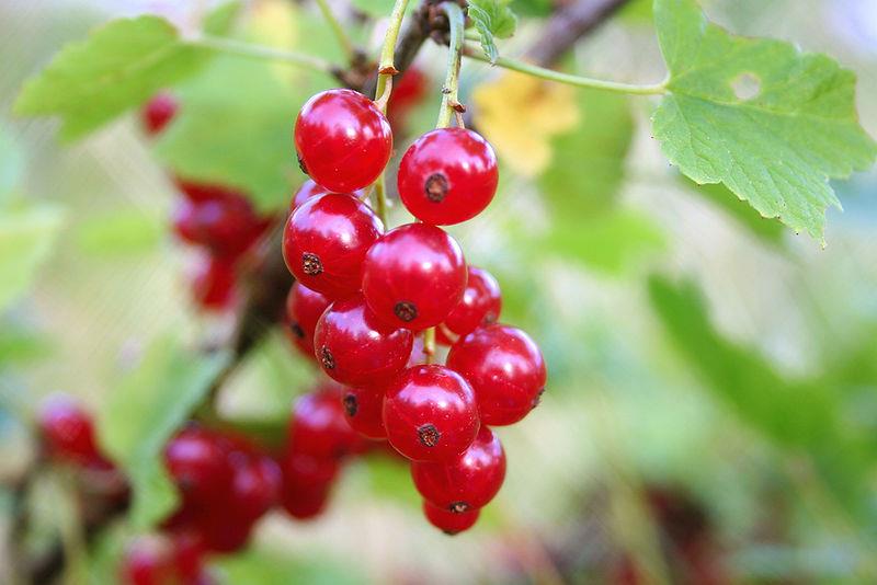 Rote Johannisbeeren