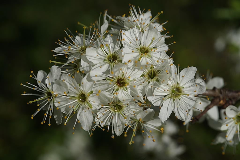 Schlehdorn (Prunus spinosa)