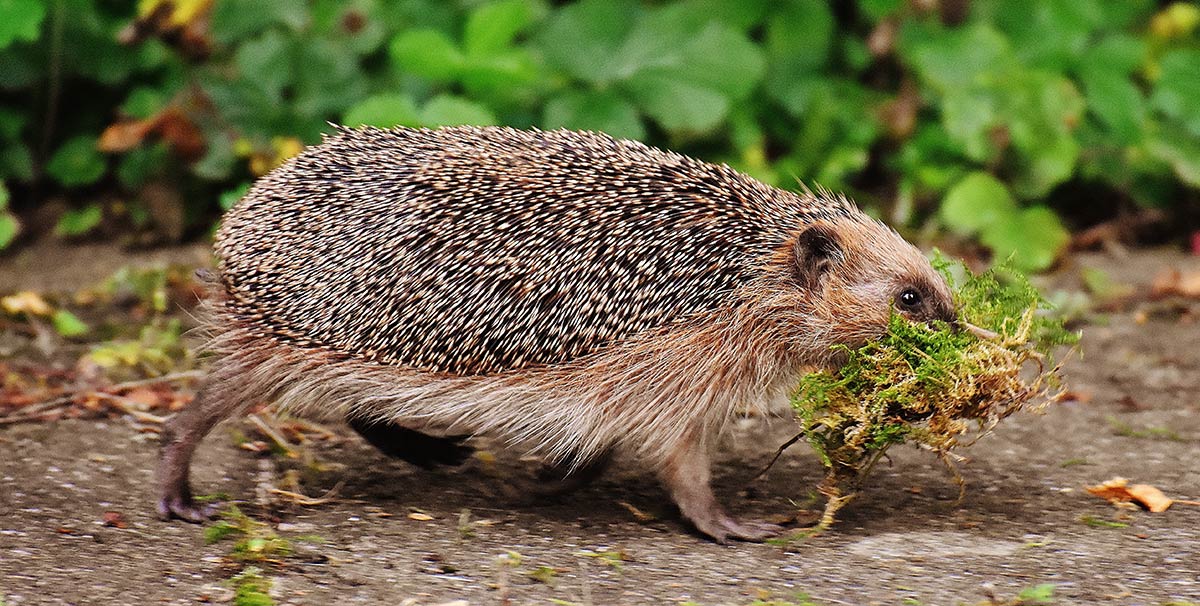 Igel mit Moos