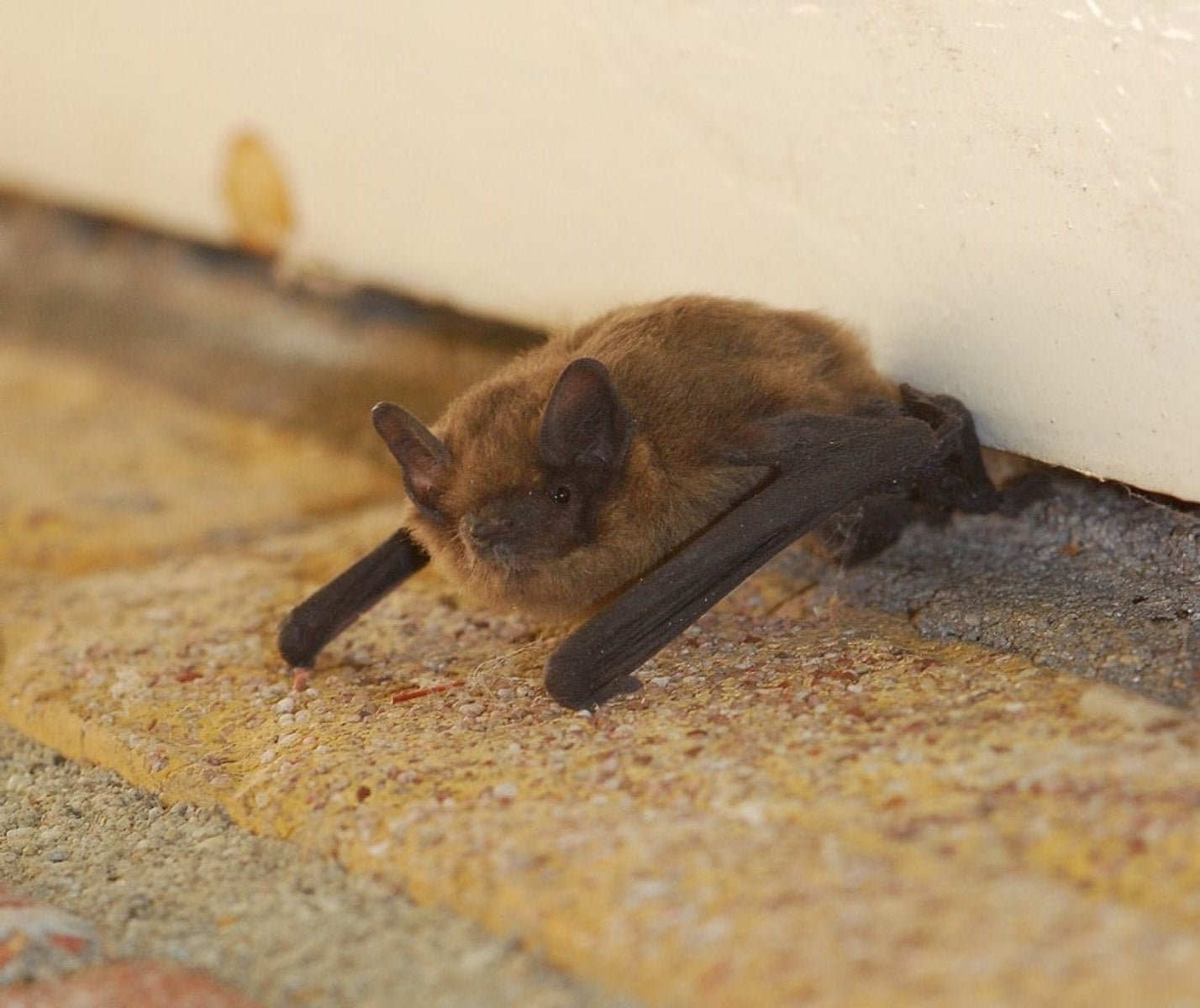 Rauhautfledermaus