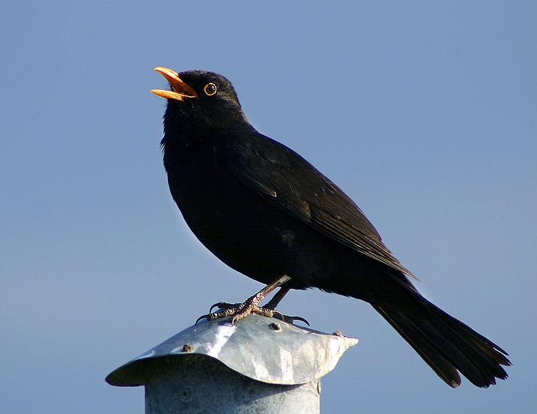 Amsel