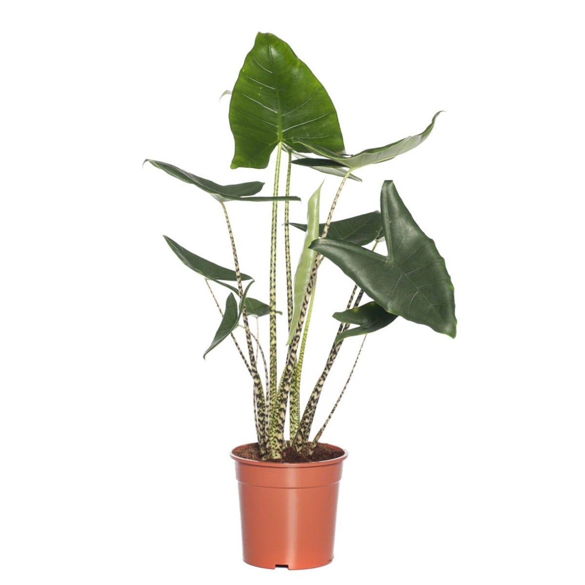 Pfeilblatt (Alocasia zebrina)