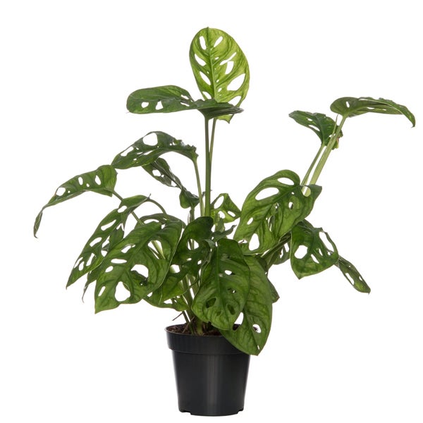 Schiefes Fensterblatt Monstera 'Monkey Leaf'