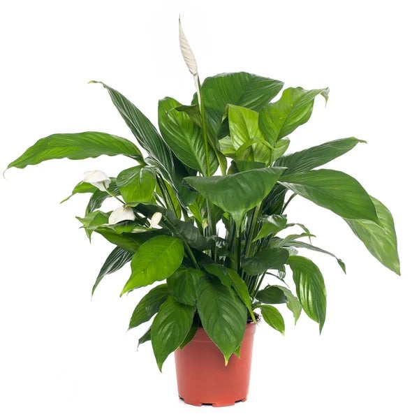 Einblatt (Spathiphyllum)