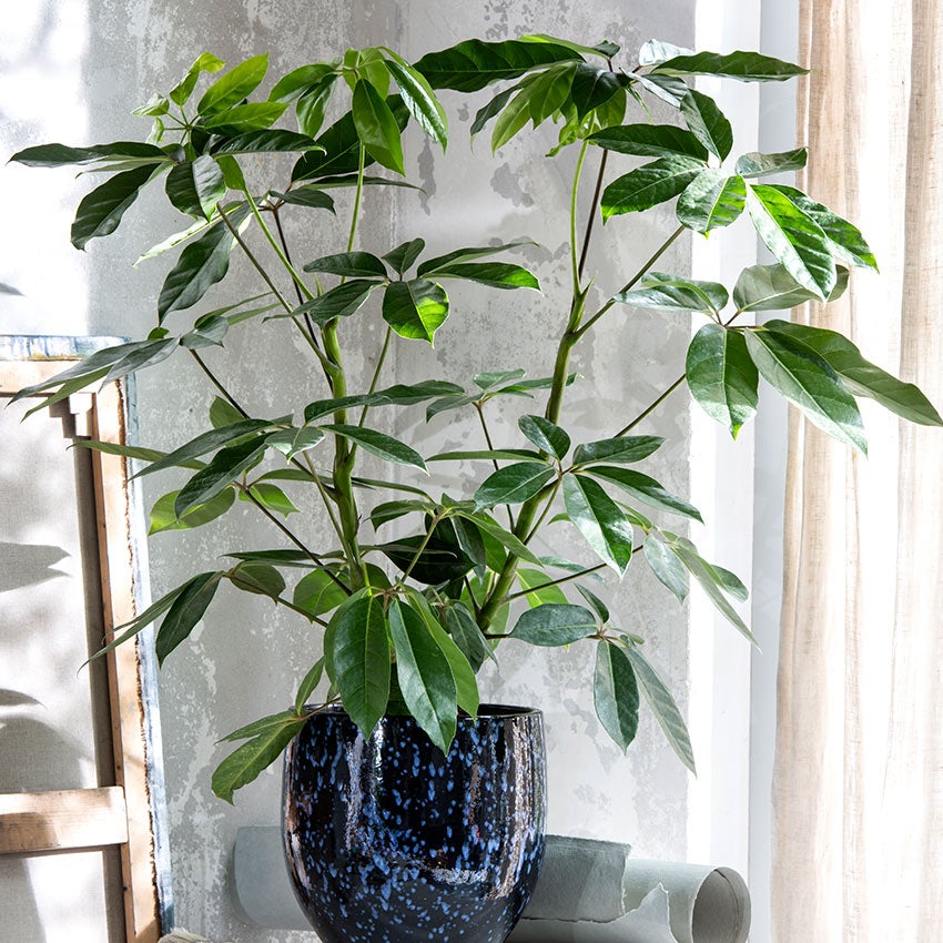 Strahlenaralie (Schefflera)