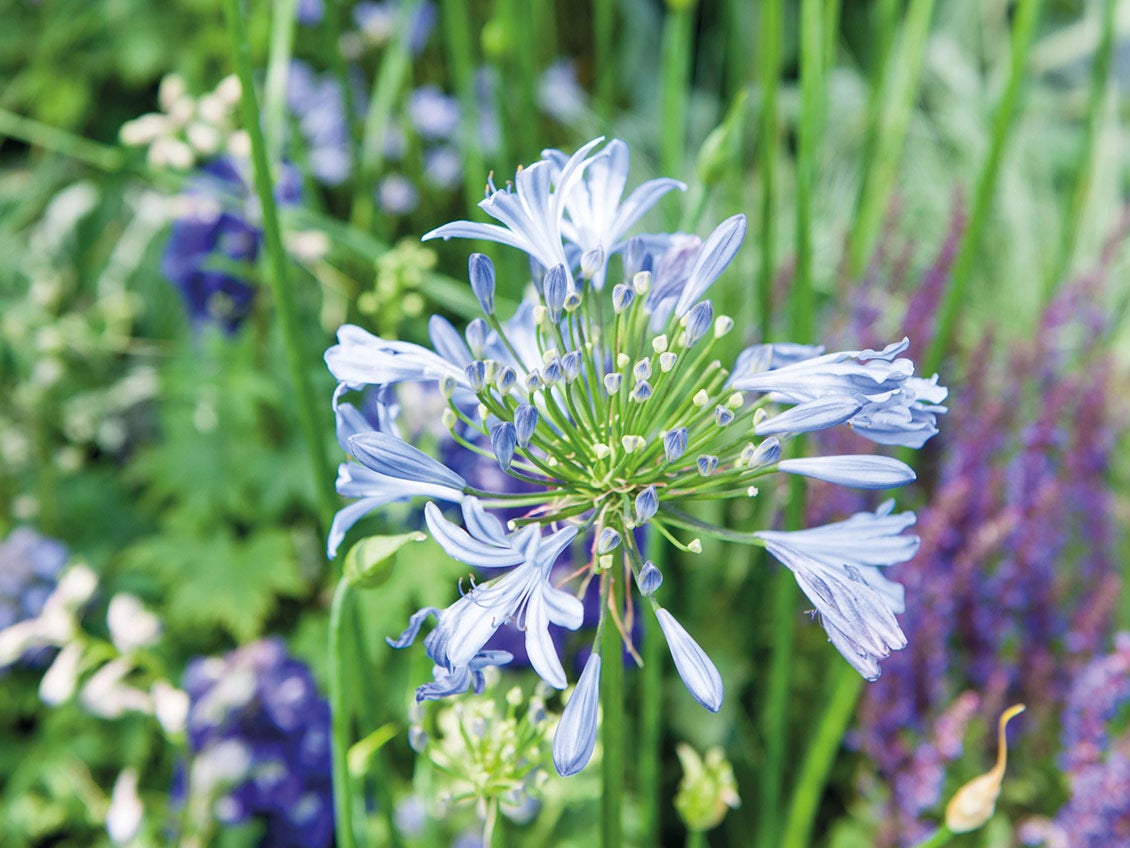 Schmucklilie (Agapanthus)