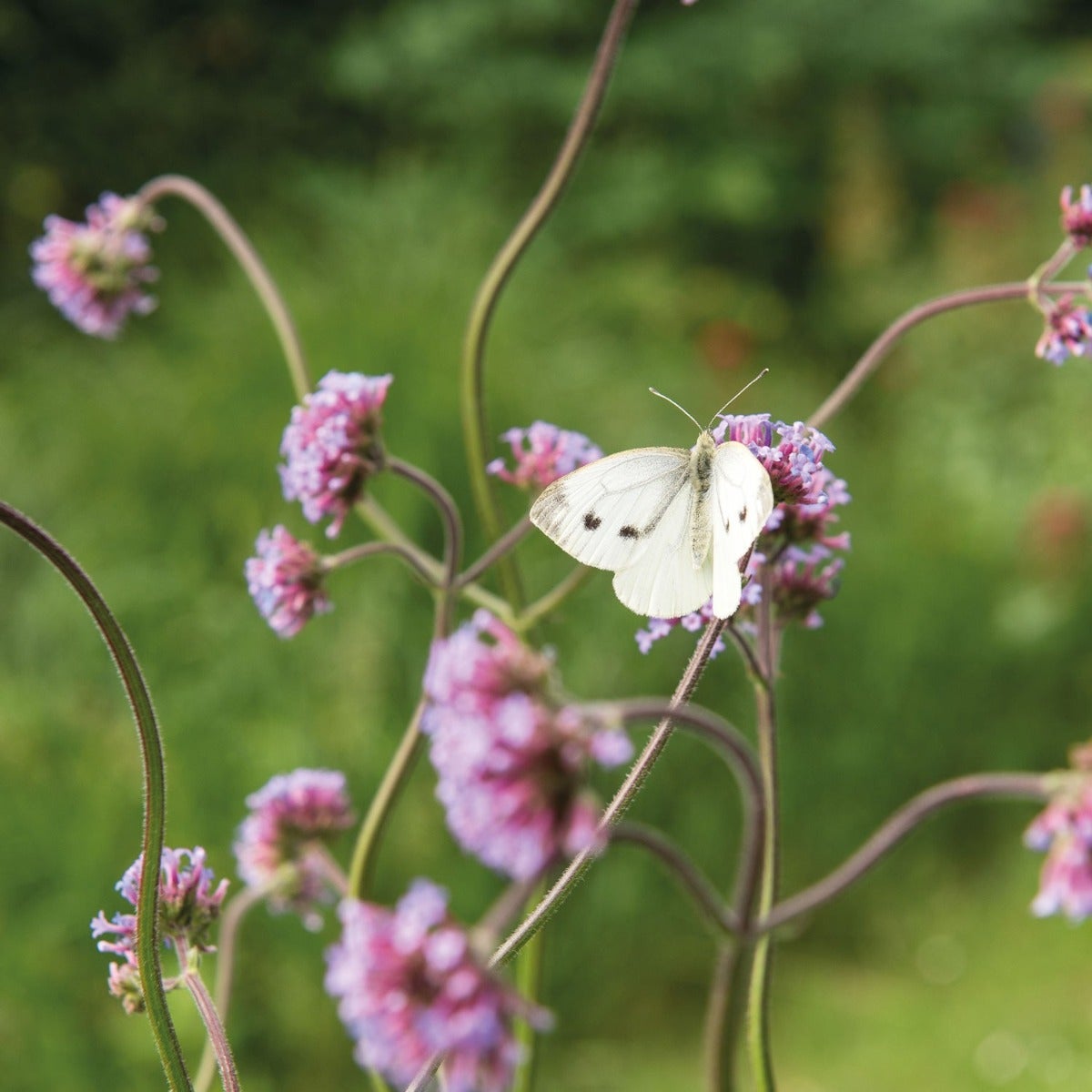 Blume mit weißem Schmetterling