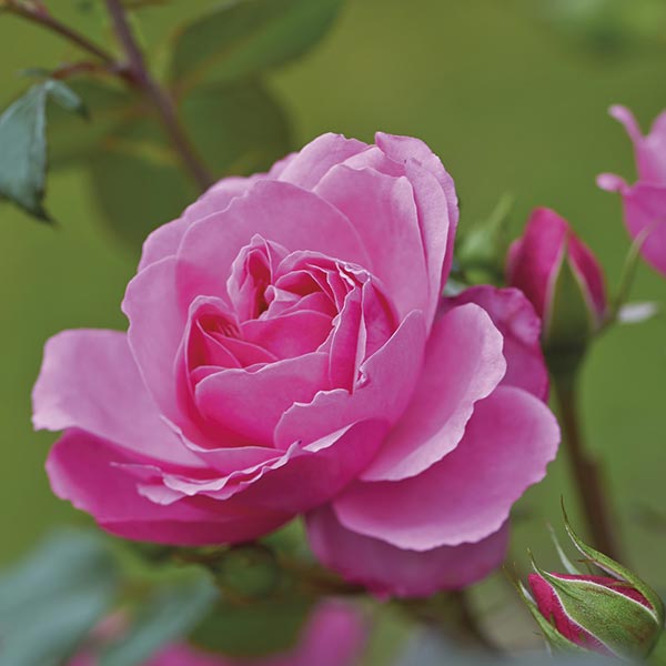 Grootbloemige roos (Rosa ‘Berleburg Castle’)