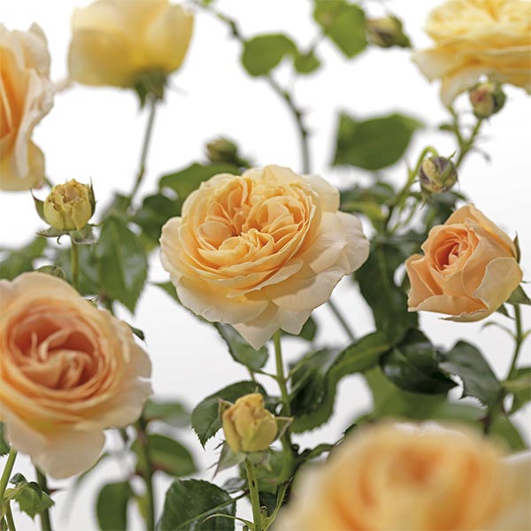 Doppelblütige Rose (Rosa ‘Cream Abundance’)