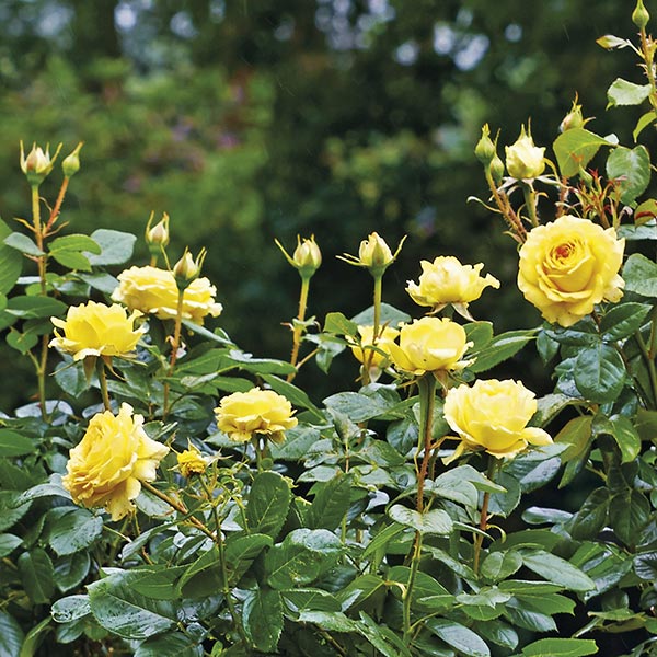 Struikroos (Rosa 'Friesia')