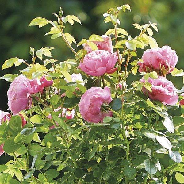 Trosroos (Rosa ‘Leonardo da Vinci’)