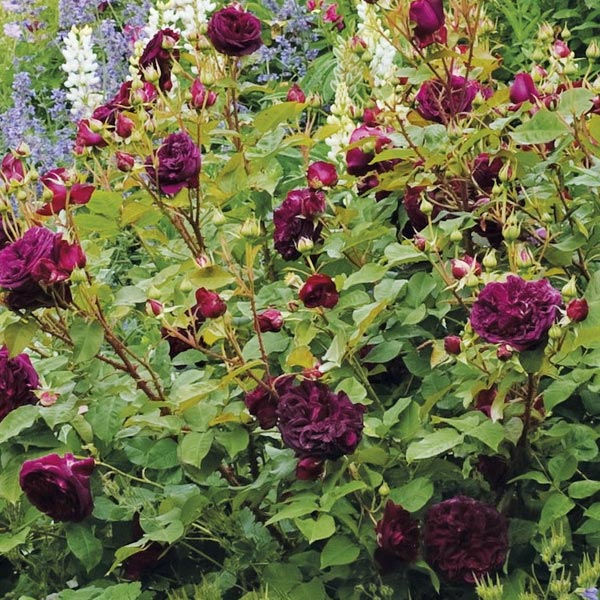 David Austin Rose (Rosa ‘Munstead Wood’)
