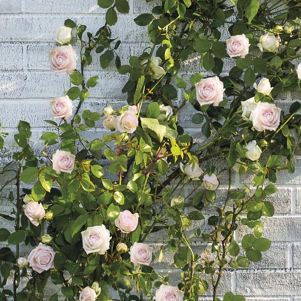 Kletterrose (Rosa ‘New Dawn’)