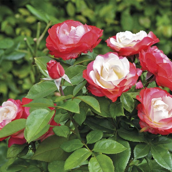 Strauchrose (Rosa ‘Nostalgie’)