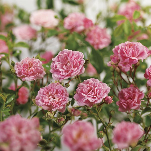 Polyantha-Rose (Rosa ‘The Fairy’)