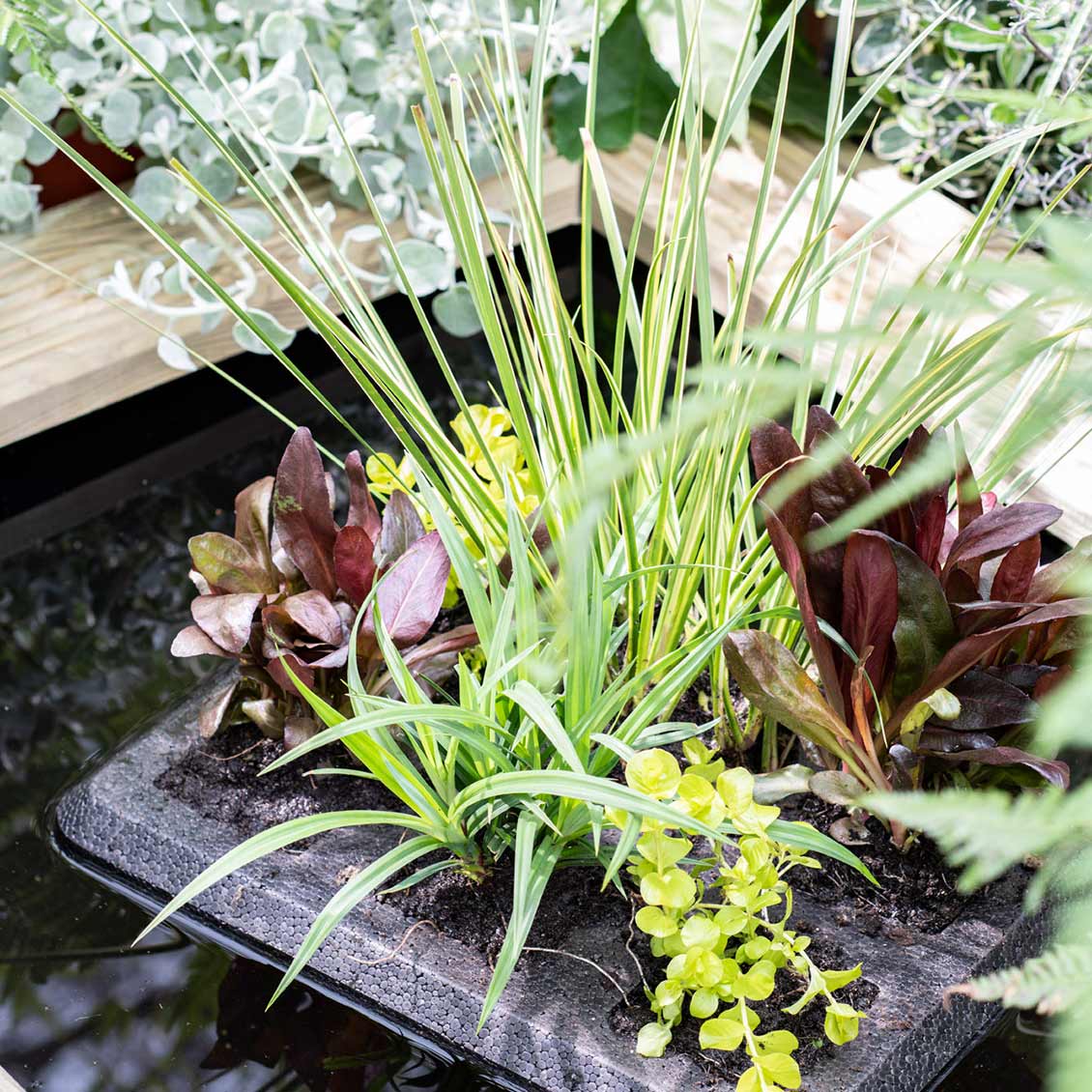 Teichpflanzen im Gartenteich