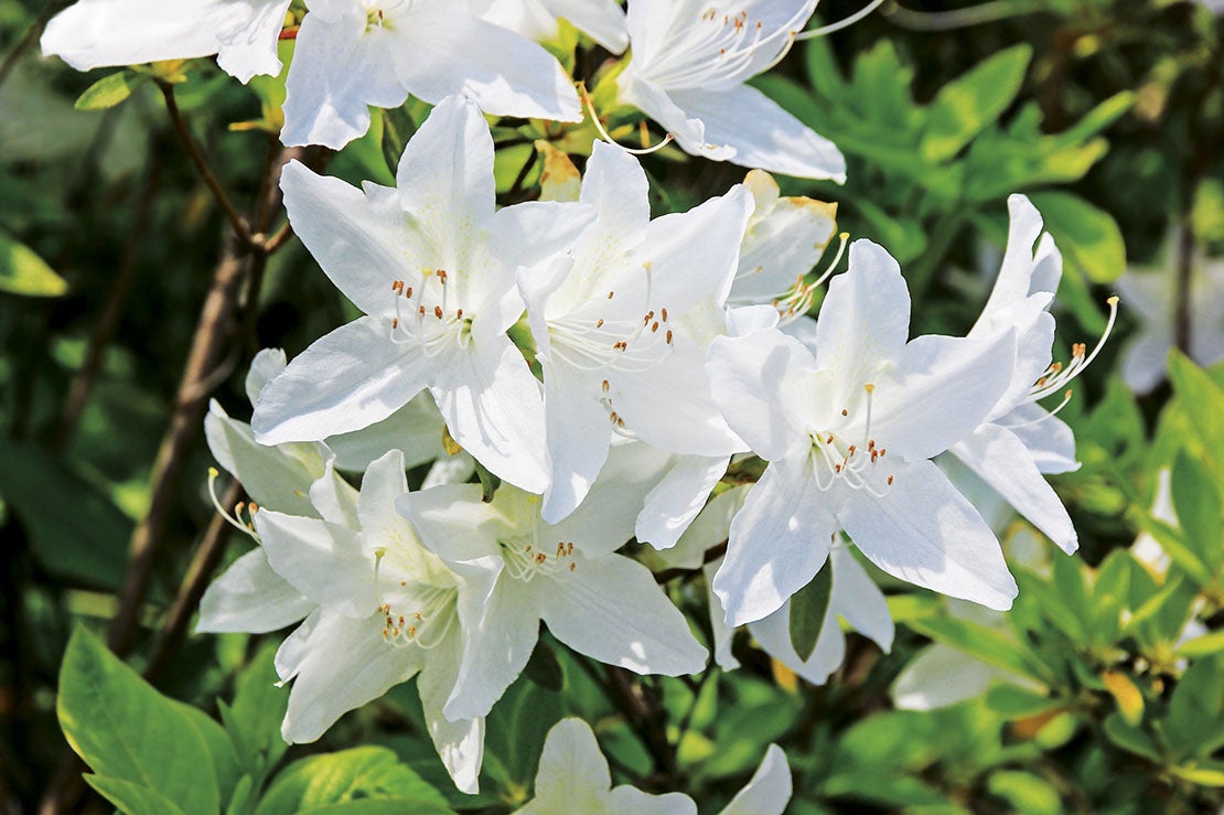 Blühender weißer Rhododendron