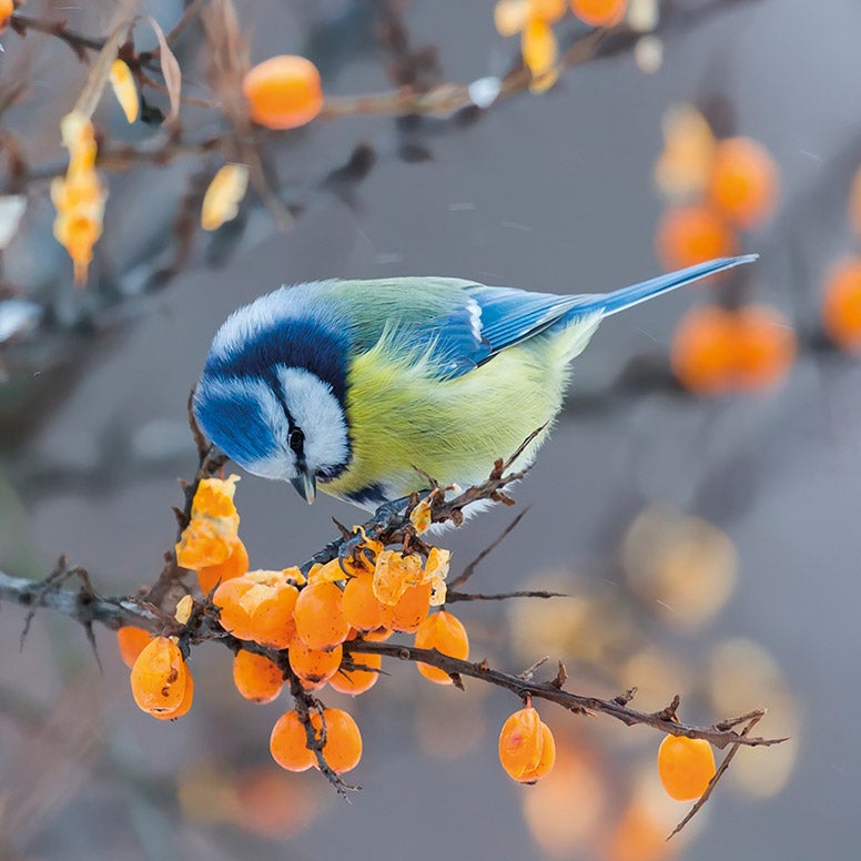 Blaumeise auf Ast mit Beeren