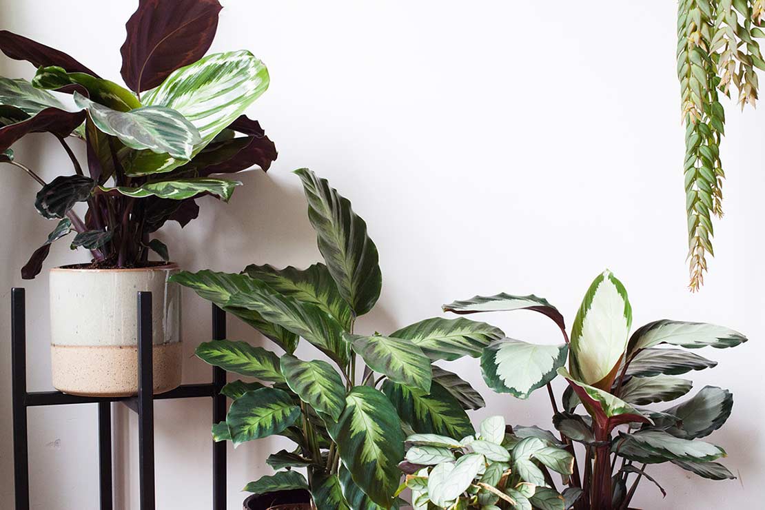 Verschillende soorten Calathea's