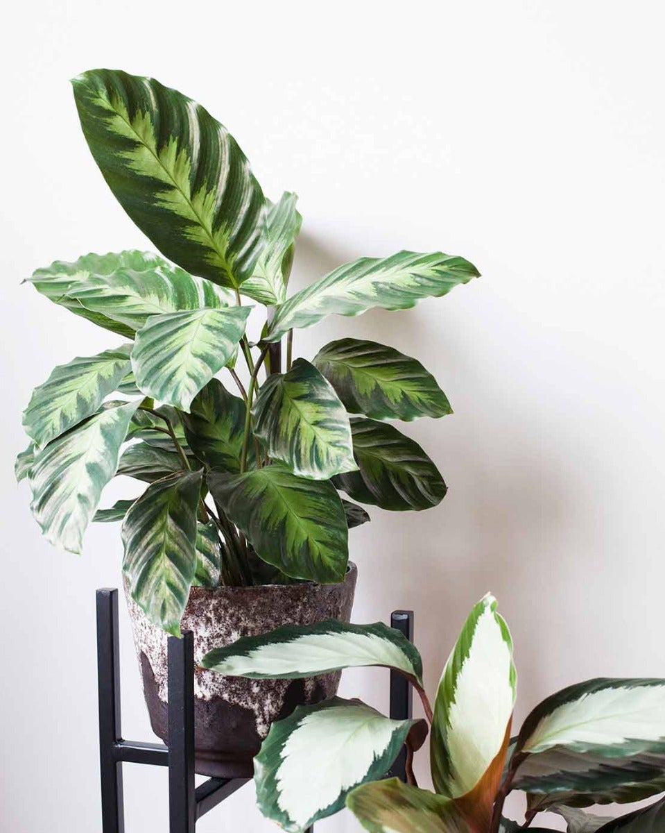 Calatheas