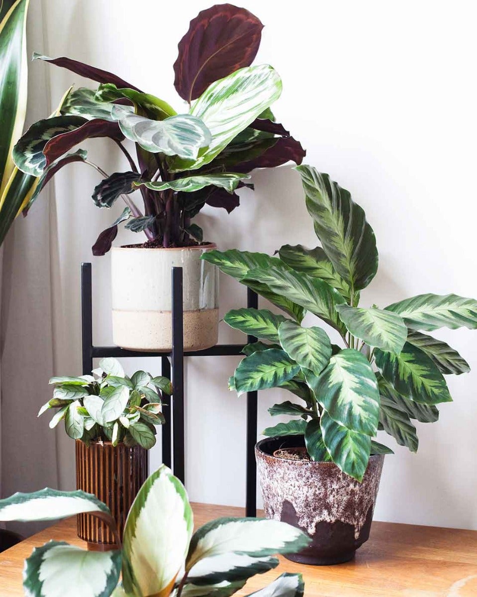 Verschiedene Calatheas