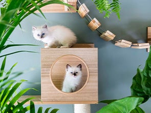 Katzen