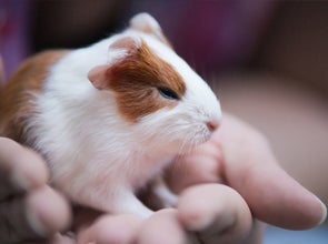 Meerschweinchen