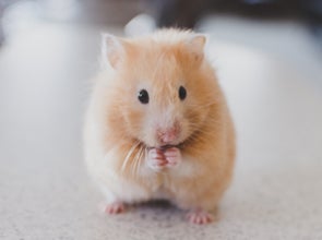 Hamster