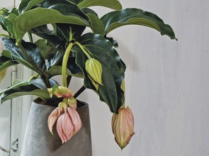 Medinilla