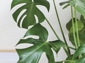 Monstera