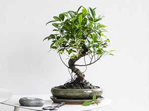 Bonsai