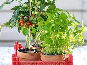 Obst-, Gemüse- & Kräuterpflanzen