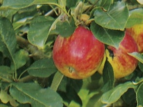 Obstbäume & -sträucher