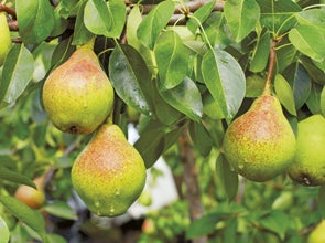 Obstbäume & -sträucher