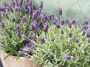 Lavendel