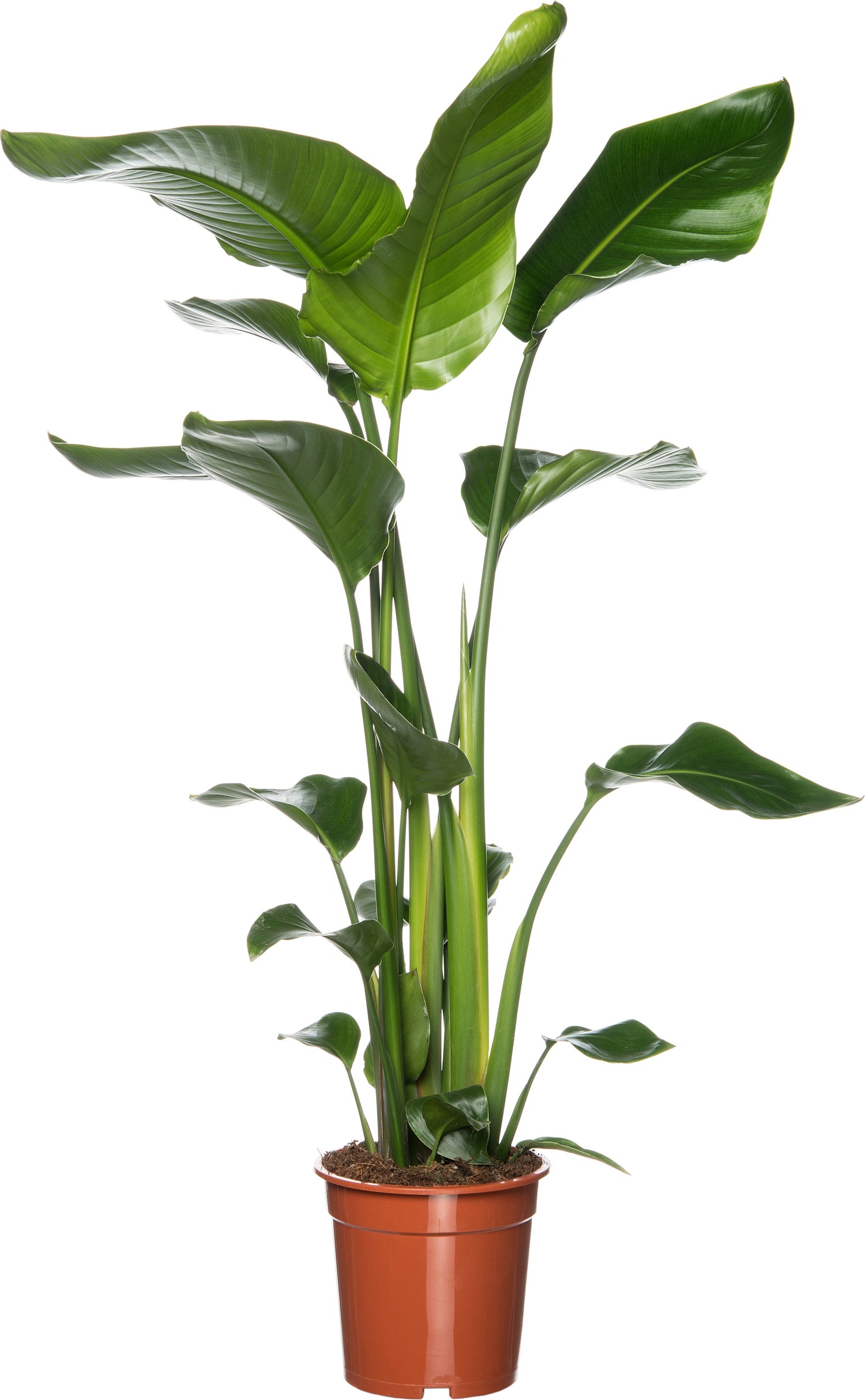 strelitzie (strelitzia nicolai) d 19 cm h 90 cm kaufen | intratuin